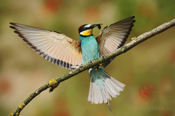 Vlha pestrá (Merops apiaster), Vlha pestrá (Merops apiaster), European Bee-eater, Autor: Ondřej Prosický | NaturePhoto.cz, Model: Canon EOS-1D Mark III, Objektiv: Canon EF 500mm f/4 L IS USM, Ohnisková vzdálenost (EQ35mm): 650 mm, stativ Gitzo, Clona: 10, Doba expozice: 1/2000 s, ISO: 800, Kompenzace expozice: -2/3, Blesk: Ne, Vytvořeno: 11. července 2009 16:10:27, Púchov (Slovensko) 