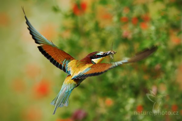 Vlha pestrá (Merops apiaster), Vlha pestrá (Merops apiaster), European Bee-eater, Autor: Ondřej Prosický | NaturePhoto.cz, Model: Canon EOS-1D Mark III, Objektiv: Canon EF 500mm f/4 L IS USM, Ohnisková vzdálenost (EQ35mm): 650 mm, stativ Gitzo, Clona: 7.1, Doba expozice: 1/1250 s, ISO: 500, Kompenzace expozice: -1/3, Blesk: Ne, Vytvořeno: 11. července 2009 14:56:42, Púchov (Slovensko) 