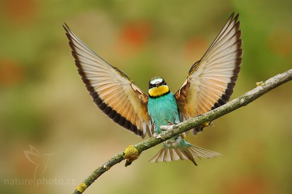 Vlha pestrá (Merops apiaster), Vlha pestrá (Merops apiaster), European Bee-eater, Autor: Ondřej Prosický | NaturePhoto.cz, Model: Canon EOS-1D Mark III, Objektiv: Canon EF 500mm f/4 L IS USM, Ohnisková vzdálenost (EQ35mm): 650 mm, stativ Gitzo, Clona: 9.0, Doba expozice: 1/1250 s, ISO: 800, Kompenzace expozice: -2/3, Blesk: Ne, Vytvořeno: 11. července 2009 16:00:14, Púchov (Slovensko) 