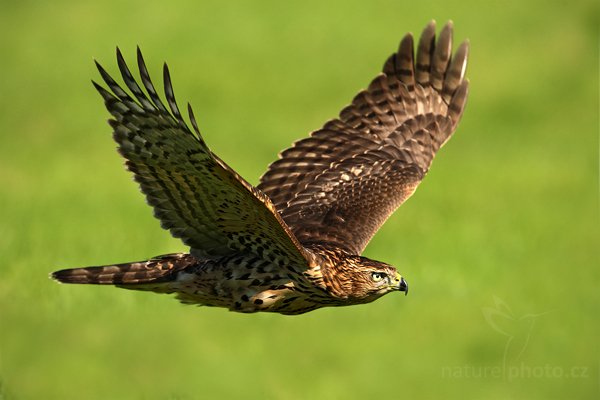 Jestřáb lesní (Accipiter gentilis), Jestřáb lesní (Accipiter gentilis), Goshawk, Autor: Ondřej Prosický | NaturePhoto.cz, Model: Canon EOS-1D Mark III, Objektiv: Canon EF 500mm f/4 L IS USM, Ohnisková vzdálenost (EQ35mm): 650 mm, stativ Gitzo, Clona: 6.3, Doba expozice: 1/2000 s, ISO: 400, Kompenzace expozice: -2/3, Blesk: Ne, Vytvořeno: 19. září 2009 14:43:15, zvíře v lidské péči, NP České Švýcarsko (Česko) 