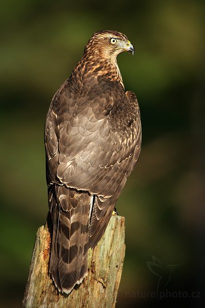 Jestřáb lesní (Accipiter gentilis), Jestřáb lesní (Accipiter gentilis), Goshawk, Autor: Ondřej Prosický | NaturePhoto.cz, Model: Canon EOS-1D Mark III, Objektiv: Canon EF 500mm f/4 L IS USM, Ohnisková vzdálenost (EQ35mm): 650 mm, stativ Gitzo, Clona: 6.3, Doba expozice: 1/640 s, ISO: 125, Kompenzace expozice: -2/3, Blesk: Ne, Vytvořeno: 19. září 2009 15:26:34, zvíře v lidské péči,  NP České Švýcarsko (Česko) 