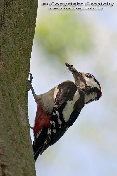 Strakapoud velký (Dendrocopos major), Autor: Ondřej Prosický, Model aparátu: Canon EOS 300D DIGITAL, Objektiv: Canon EF 400mm f/5.6 L USM, Ohnisková vzdálenost: 400.00 mm, monopod Manfrotto 681B + 234RC, Clona: 9.00, Doba expozice: 1/200 s, ISO: 400, Vyvážení expozice: 0.00, Blesk: Ano, Vytvořeno: 22. května 2005 12:58:40, NPR Černá rokle u Radotína (ČR)