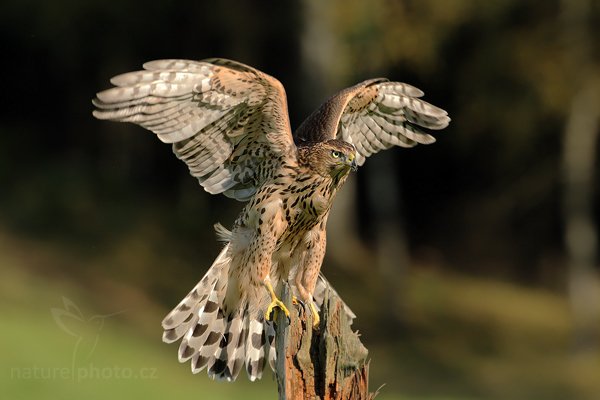 Jestřáb lesní (Accipiter gentilis), Jestřáb lesní (Accipiter gentilis), Goshawk, Autor: Ondřej Prosický | NaturePhoto.cz, Model: Canon EOS-1D Mark III, Objektiv: Canon EF 500mm f/4 L IS USM, Ohnisková vzdálenost (EQ35mm): 650 mm, stativ Gitzo, Clona: 8.0, Doba expozice: 1/800 s, ISO: 500, Kompenzace expozice: -1, Blesk: Ne, Vytvořeno: 19. září 2009 15:12:19, zvíře v lidské péči, NP České Švýcarsko (Česko) 