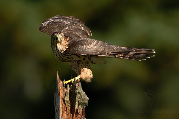 Jestřáb lesní (Accipiter gentilis), Jestřáb lesní (Accipiter gentilis), Goshawk, Autor: Ondřej Prosický | NaturePhoto.cz, Model: Canon EOS-1D Mark III, Objektiv: Canon EF 500mm f/4 L IS USM, Ohnisková vzdálenost (EQ35mm): 650 mm, stativ Gitzo, Clona: 4.5, Doba expozice: 1/2500 s, ISO: 400, Kompenzace expozice: -1 1/3, Blesk: Ano, Vytvořeno: 19. září 2009 15:15:42, zvíře v lidské péči, NP České Švýcarsko (Česko) 