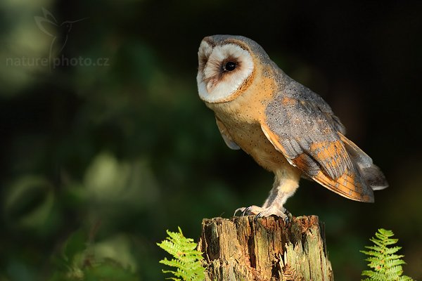 Sova pálená (Tyto alba), Sova pálená (Tyto alba), Barn Owl, Autor: Ondřej Prosický | NaturePhoto.cz, Model: Canon EOS 5D Mark II, Objektiv: Canon EF 500mm f/4 L IS USM, Ohnisková vzdálenost (EQ35mm): 500 mm, stativ Gitzo, Clona: 8.0, Doba expozice: 1/160 s, ISO: 400, Kompenzace expozice: -1 1/3, Blesk: Ano, Vytvořeno: 19. září 2009 15:52:04, zvíře v lidské péči, NP České Švýcarsko (Česko) 