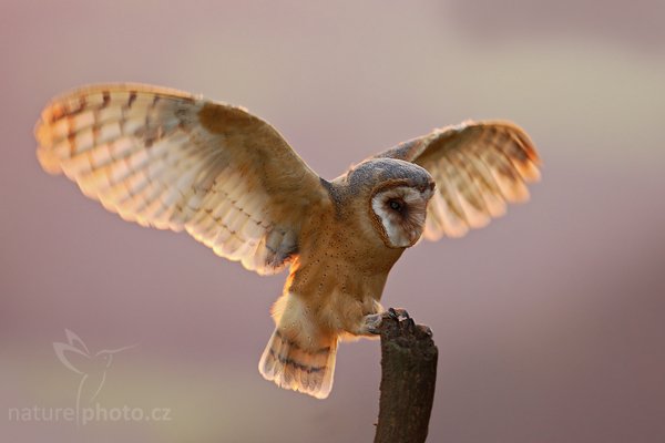 Sova pálená (Tyto alba), Sova pálená (Tyto alba), Barn Owl, Autor: Ondřej Prosický | NaturePhoto.cz, Model: Canon EOS-1D Mark III, Objektiv: Canon EF 500mm f/4 L IS USM, Ohnisková vzdálenost (EQ35mm): 650 mm, stativ Gitzo, Clona: 5.0, Doba expozice: 1/200 s, ISO: 500, Kompenzace expozice: 0, Blesk: Ano, Vytvořeno: 19. září 2009 18:50:10, zvíře v lidské péči, NP České Švýcarsko (Česko) 