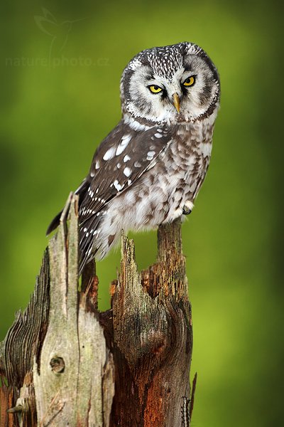 Sýc rousný (Aegolius funereus), Sýc rousný (Aegolius funereus), Boreal Owl, Autor: Ondřej Prosický | NaturePhoto.cz, Model: Canon EOS 5D Mark II, Objektiv: Canon EF 500mm f/4 L IS USM, Ohnisková vzdálenost (EQ35mm): 500 mm, stativ Gitzo, Clona: 5.0, Doba expozice: 1/1250 s, ISO: 400, Kompenzace expozice: -1 1/3, Blesk: Ano, Vytvořeno: 19. září 2009 14:08:11, NP České Švýcarsko (Česko) 