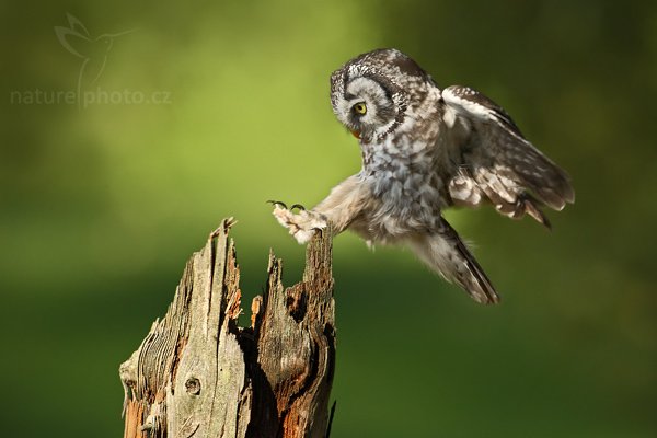 Sýc rousný (Aegolius funereus), Sýc rousný (Aegolius funereus), Boreal Owl, Autor: Ondřej Prosický | NaturePhoto.cz, Model: Canon EOS-1D Mark III, Objektiv: Canon EF 500mm f/4 L IS USM, Ohnisková vzdálenost (EQ35mm): 650 mm, stativ Gitzo, Clona: 7.1, Doba expozice: 1/1000 s, ISO: 400, Kompenzace expozice: -2/3, Blesk: Ne, Vytvořeno: 19. září 2009 14:29:18, zvíře v lidské péči, NP České Švýcarsko (Česko) 