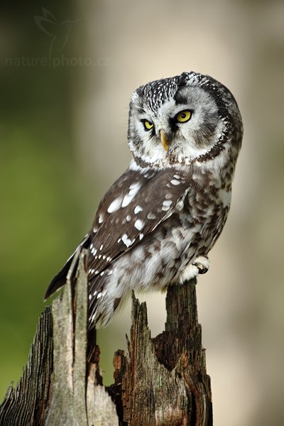 Sýc rousný (Aegolius funereus), Sýc rousný (Aegolius funereus), Boreal Owl, Autor: Ondřej Prosický | NaturePhoto.cz, Model: Canon EOS 5D Mark II, Objektiv: Canon EF 500mm f/4 L IS USM, Ohnisková vzdálenost (EQ35mm): 500 mm, stativ Gitzo, Clona: 6.3, Doba expozice: 1/500 s, ISO: 400, Kompenzace expozice: -2/3, Blesk: Ano, Vytvořeno: 19. září 2009 14:10:05, zvíře v lidské péči, NP České Švýcarsko (Česko) 