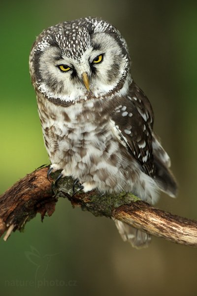 Sýc rousný (Aegolius funereus), Sýc rousný (Aegolius funereus), Boreal Owl, Autor: Ondřej Prosický | NaturePhoto.cz, Model: Canon EOS-1D Mark III, Objektiv: Canon EF 500mm f/4 L IS USM, Ohnisková vzdálenost (EQ35mm): 650 mm, stativ Gitzo, Clona: 9.0, Doba expozice: 1/200 s, ISO: 800, Kompenzace expozice: -2/3, Blesk: Ano, Vytvořeno: 19. září 2009 13:46:52, zvíře v lidské péči, NP České Švýcarsko (Česko) 