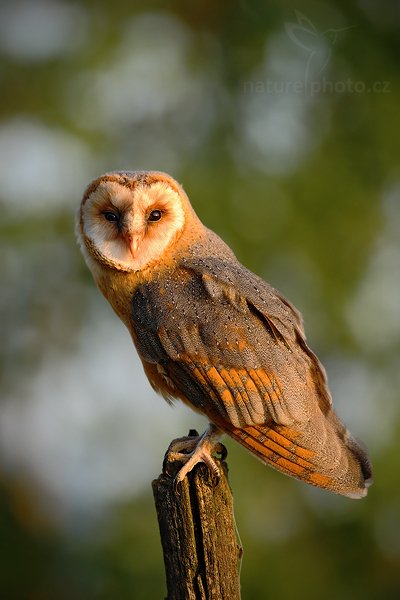 Sova pálená (Tyto alba), Sova pálená (Tyto alba), Barn Owl, Autor: Ondřej Prosický | NaturePhoto.cz, Model: Canon EOS-1D Mark III, Objektiv: Canon EF 500mm f/4 L IS USM, Ohnisková vzdálenost (EQ35mm): 650 mm, stativ Gitzo, Clona: 7.1, Doba expozice: 1/640 s, ISO: 640, Kompenzace expozice: -2/3, Blesk: Ne, Vytvořeno: 19. září 2009 18:17:01, zvíře v lidské péči, NP České Švýcarsko (Česko) 