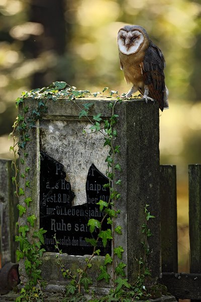 Sova pálená (Tyto alba), Sova pálená (Tyto alba), Barn Owl, Autor: Ondřej Prosický | NaturePhoto.cz, Model: Canon EOS 5D Mark II, Objektiv: Canon EF 500mm f/4 L IS USM, Ohnisková vzdálenost (EQ35mm): 500 mm, stativ Gitzo, Clona: 6.3, Doba expozice: 1/200 s, ISO: 400, Kompenzace expozice: -2, Blesk: Ano, Vytvořeno: 19. září 2009 16:37:29, NP České Švýcarsko (Česko)