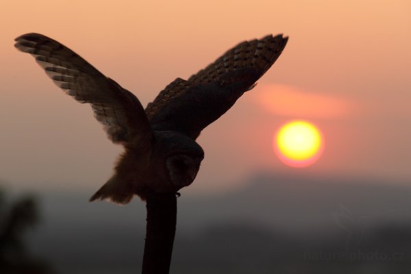 Sova pálená (Tyto alba), Sova pálená (Tyto alba), Barn Owl, Autor: Ondřej Prosický | NaturePhoto.cz, Model: Canon EOS 5D Mark II, Objektiv: Canon EF 500mm f/4 L IS USM, Ohnisková vzdálenost (EQ35mm): 280 mm, stativ Gitzo, Clona: 6.3, Doba expozice: 1/400 s, ISO: 400, Kompenzace expozice: -1/3, Blesk: Ne, Vytvořeno: 19. září 2009 18:58:10, zvíře v lidské péči,  NP České Švýcarsko (Česko)