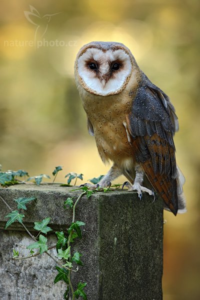 Sova pálená (Tyto alba), Sova pálená (Tyto alba), Barn Owl, Autor: Ondřej Prosický | NaturePhoto.cz, Model: Canon EOS 5D Mark II, Objektiv: Canon EF 500mm f/4 L IS USM, Ohnisková vzdálenost (EQ35mm): 500 mm, stativ Gitzo, Clona: 8.0, Doba expozice: 1/60 s, ISO: 500, Kompenzace expozice: -1/3, Blesk: Ano, Vytvořeno: 19. září 2009 16:40:33, zvíře v lidské péči, NP České Švýcarsko (Česko) 