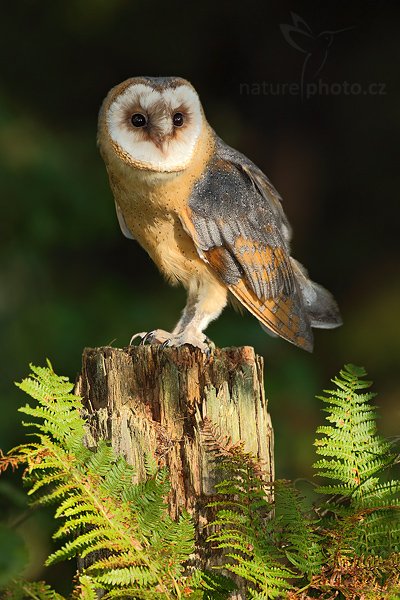 Sova pálená (Tyto alba), Sova pálená (Tyto alba), Barn Owl, Autor: Ondřej Prosický | NaturePhoto.cz, Model: Canon EOS 5D Mark II, Objektiv: Canon EF 500mm f/4 L IS USM, Ohnisková vzdálenost (EQ35mm): 500 mm, stativ Gitzo, Clona: 8.0, Doba expozice: 1/125 s, ISO: 200, Kompenzace expozice: -1 1/3, Blesk: Ano, Vytvořeno: 19. září 2009 15:51:22, zvíře v lidské péči, NP České Švýcarsko (Česko) 