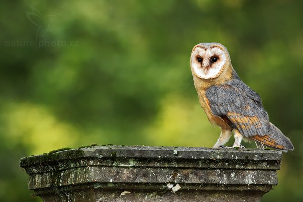 Sova pálená (Tyto alba), Sova pálená (Tyto alba), Barn Owl, Autor: Ondřej Prosický | NaturePhoto.cz, Model: Canon EOS 5D Mark II, Objektiv: Canon EF 500mm f/4 L IS USM, Ohnisková vzdálenost (EQ35mm): 500 mm, stativ Gitzo, Clona: 7.1, Doba expozice: 1/80 s, ISO: 500, Kompenzace expozice: -2/3, Blesk: Ano, Vytvořeno: 19. září 2009 16:49:21, zvíře v lidské péči, NP České Švýcarsko (Česko) 