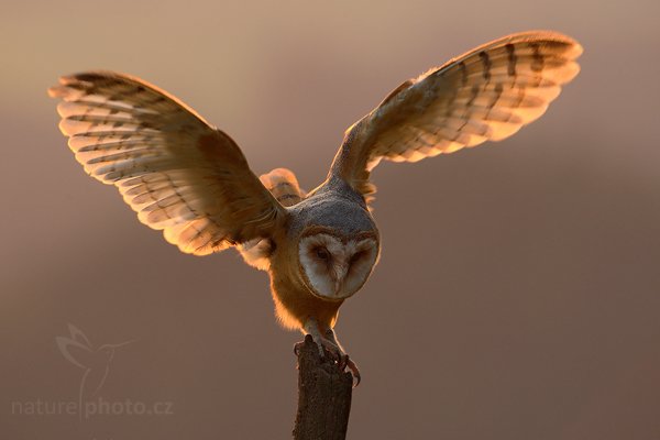 Sova pálená (Tyto alba), Sova pálená (Tyto alba), Barn Owl, Autor: Ondřej Prosický | NaturePhoto.cz, Model: Canon EOS-1D Mark III, Objektiv: Canon EF 500mm f/4 L IS USM, Ohnisková vzdálenost (EQ35mm): 650 mm, stativ Gitzo, Clona: 7.1, Doba expozice: 1/320 s, ISO: 640, Kompenzace expozice: -2/3, Blesk: Ne, Vytvořeno: 19. září 2009 18:43:53, zvíře v lidské péči, NP České Švýcarsko (Česko) 