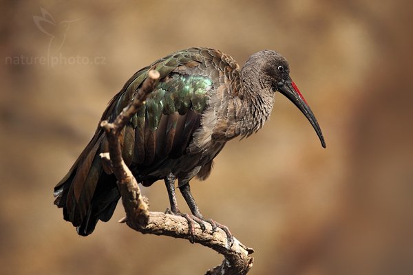 Ibis hagedaš (Bostrychia hagedash), Ibis hagedaš (Bostrychia hagedash), Hadada Ibis, Autor: Ondřej Prosický | NaturePhoto.cz, Model: Canon EOS 5D Mark II, Objektiv: Canon EF 500mm f/4 L IS USM, Ohnisková vzdálenost (EQ35mm): 700 mm, stativ Gitzo, Clona: 6.3, Doba expozice: 1/800 s, ISO: 640, Kompenzace expozice: -2/3, Blesk: Ano, Vytvořeno: 3. října 2009 10:32:01, ZOO Praha - Troja (Česko)