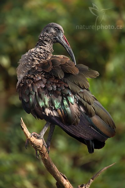 Ibis hagedaš (Bostrychia hagedash), Ibis hagedaš (Bostrychia hagedash), Hadada Ibis, Autor: Ondřej Prosický | NaturePhoto.cz, Model: Canon EOS 5D Mark II, Objektiv: Canon EF 500mm f/4 L IS USM, Ohnisková vzdálenost (EQ35mm): 700 mm, stativ Gitzo, Clona: 6.3, Doba expozice: 1/400 s, ISO: 640, Kompenzace expozice: -1, Blesk: Ano, Vytvořeno: 3. října 2009 10:33:34, ZOO Praha - Troja (Česko) 