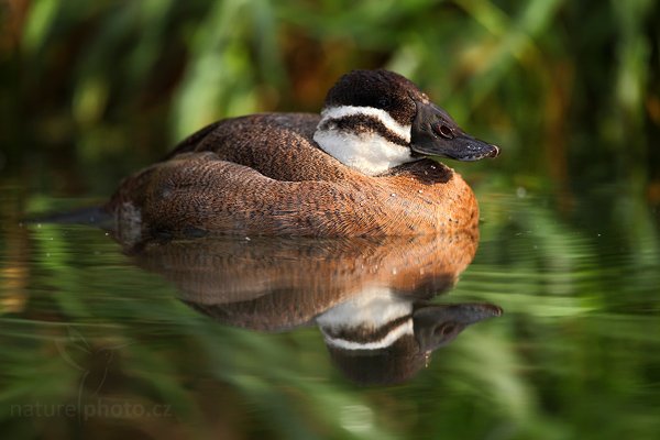 Kachnice kaštanová (Oxyura jamaicensis), Kachnice kaštanová (Oxyura jamaicensis), Ruddy Duck, Autor: Ondřej Prosický | NaturePhoto.cz, Model: Canon EOS 5D Mark II, Objektiv: Canon EF 500mm f/4 L IS USM, Ohnisková vzdálenost (EQ35mm): 500 mm, stativ Gitzo, Clona: 4.0, Doba expozice: 1/500 s, ISO: 640, Kompenzace expozice: -2/3, Blesk: Ano, Vytvořeno: 3. října 2009 10:20:32, ZOO Praha - Troja (Česko)