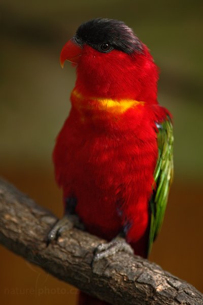 Lori černohlavý (Lorius domicellus), Lori černohlavý (Lorius domicellus), Purple naped Lory, Autor: Ondřej Prosický | NaturePhoto.cz, Model: Canon EOS 5D Mark II, Objektiv: Canon EF 500mm f/4 L IS USM, Ohnisková vzdálenost (EQ35mm): 200 mm, stativ Gitzo, Clona: 3.5, Doba expozice: 1/200 s, ISO: 640, Kompenzace expozice: -2/3, Blesk: Ano, Vytvořeno: 3. října 2009 9:33:22, ZOO Praha - Troja (Česko)