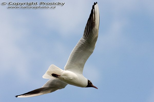 Racek chechtavý (Larus ridibundus), Autor: Ondřej Prosický, Model aparátu: Canon EOS 300D DIGITAL, Objektiv: Canon EF 400mm f/5.6 L USM, Ohnisková vzdálenost: 400.00 mm, monopod Manfrotto 681B + 234RC, Clona: 10.00, Doba expozice: 1/1250 s, ISO: 200, Vyvážení expozice: 0.00, Blesk: Ne, Vytvořeno: 12. června 2005 15:00:12, pískovna Vojkovice (ČR)