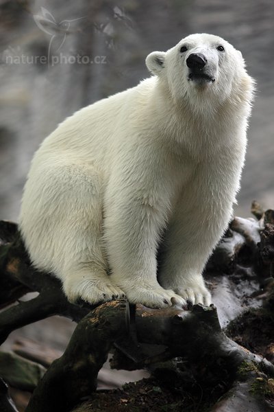 Medvěd lední (Ursus maritimus), Medvěd lední (Ursus maritimus), The Polar bear, Autor: Ondřej Prosický | NaturePhoto.cz, Model: Canon EOS 5D Mark II, Objektiv: Canon EF 500mm f/4 L IS USM, Ohnisková vzdálenost (EQ35mm): 200 mm, stativ Gitzo, Clona: 2.8, Doba expozice: 1/640 s, ISO: 320, Kompenzace expozice: -2/3, Blesk: Ne, Vytvořeno: 16. května 2009 10:39:25, ZOO Praha - Troja (Česko) 