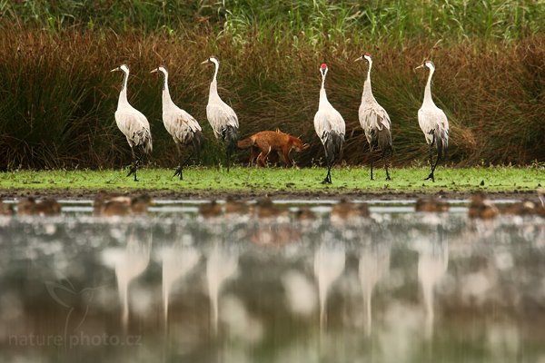 Jeřáb popelavý (Grus grus), Jeřáb popelavý (Grus grus), Common Crane, Autor: Ondřej Prosický | NaturePhoto.cz, Model: Canon EOS 5D Mark II, Objektiv: Canon EF 500mm f/4 L IS USM, stativ Gitzo, Clona: 7.1, Doba expozice: 1/80 s, ISO: 800, Kompenzace expozice: -1/3, Blesk: Ne, Vytvořeno: 29. srpna 2009 6:36:36, Dahme-Spreewald, Brandebursko (Německo)