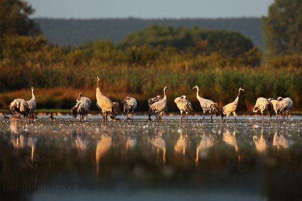 Jeřáb popelavý (Grus grus), Jeřáb popelavý (Grus grus) Common Crane, Autor: Ondřej Prosický | NaturePhoto.cz, Model: Canon EOS 5D Mark II, Objektiv: Canon EF 500mm f/4 L IS USM, stativ Gitzo, Clona: 7.1, Doba expozice: 1/200 s, ISO: 500, Kompenzace expozice: +1/3, Blesk: Ne, Vytvořeno: 29. srpna 2009 6:51:01, Dahme-Spreewald, Brandebursko (Německo) 