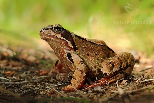 Skokan ostronosý (Rana arvalis), Skokan ostronosý (Rana arvalis), Autor: Ondřej Prosický | NaturePhoto.cz, Model: Canon EOS 5D Mark II, Objektiv: Canon EF 500mm f/4 L IS USM, Ohnisková vzdálenost (EQ35mm): 100 mm, stativ Gitzo, Clona: 7.1, Doba expozice: 1/60 s, ISO: 640, Kompenzace expozice: 0, Blesk: Ano, Vytvořeno: 8. srpna 2009 11:04:04, Studenec, NP České Švýcarsko (Česko) 