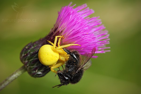 Běžník kopretinový (Misumena vatia), Běžník kopretinový (Misumena vatia), Goldenrod Crab Spider, Autor: Ondřej Prosický | NaturePhoto.cz, Model: Canon EOS 5D Mark II, Objektiv: Canon EF 100mm f/2.8 Macro USM, Ohnisková vzdálenost (EQ35mm): 100 mm, stativ Gitzo, Clona: 8.0, Doba expozice: 1/500 s, ISO: 800, Kompenzace expozice: -2/3, Blesk: Ano, Vytvořeno: 21. června 2009 15:39:31, na louce (Slovensko)