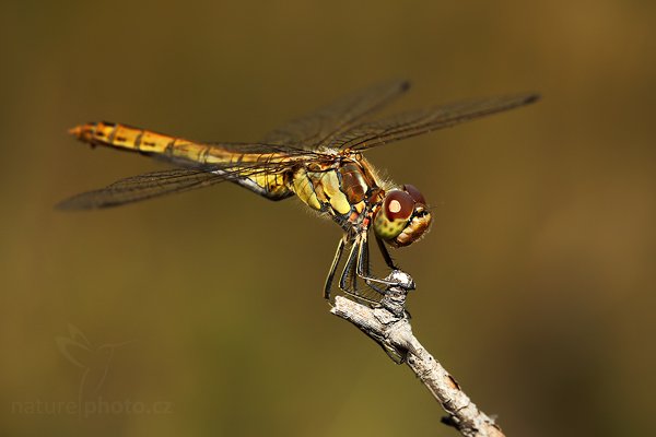 Vážka obecná (Sympetrum vulgatum), Vážka obecná (Sympetrum vulgatum) Moustached Darter, Autor: Ondřej Prosický | NaturePhoto.cz, Model: Canon EOS 5D Mark II, Objektiv: Canon EF 100mm f/2.8 Macro USM, Ohnisková vzdálenost (EQ35mm): 100 mm, stativ Gitzo, Clona: 9.0, Doba expozice: 1/200 s, ISO: 320, Kompenzace expozice: -1, Blesk: Ano, Vytvořeno: 15. srpna 2009 14:13:35, NPP Váté Písky, Bzenec (Česko) 