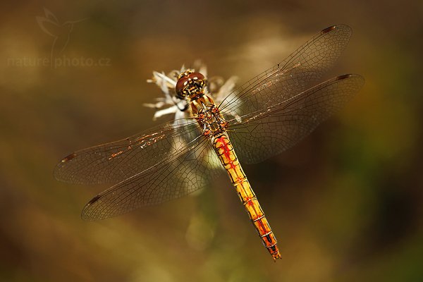 Vážka žíhaná (Sympetrum striolatum), Common Darter, Autor: Ondřej Prosický | NaturePhoto.cz, Model: Canon EOS 5D Mark II, Objektiv: Canon EF100mm f/2.8 Macro USM, Ohnisková vzdálenost (EQ35mm): 100 mm, stativ Gitzo, Clona: 5.6, Doba expozice: 1/400 s, ISO: 320, Kompenzace expozice: -1, Blesk: Ano, Vytvořeno: 15. srpna 2009 14:23:55, NPP Váté Písky (Česko) 