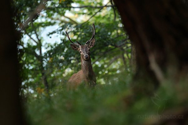 Jelen lesní (Cervus elaphus), Srnec obecný (Capreolus capreolus), European Roe Deer, Autor: Ondřej Prosický | NaturePhoto.cz, Model: Canon EOS 5D Mark II, Objektiv: Canon EF 500mm f/4 L IS USM, Ohnisková vzdálenost (EQ35mm): 500 mm, stativ Gitzo, Clona: 4.0, Doba expozice: 1/15 s, ISO: 1000, Kompenzace expozice: -1, Blesk: Ne, Vytvořeno: 20. září 2009 6:53:41, NP České Švýcarsko (Česko) 