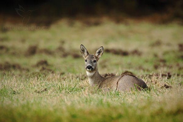 Srnec obecný (Capreolus capreolus), Srnec obecný (Capreolus capreolus), European Roe Deer, Autor: Ondřej Prosický | NaturePhoto.cz, Model: Canon EOS 5D Mark II, Objektiv: Canon EF 500mm f/4 L IS USM, Ohnisková vzdálenost (EQ35mm): 700 mm, stativ Gitzo, Clona: 5.6, Doba expozice: 1/500 s, ISO: 250, Kompenzace expozice: 0, Blesk: Ne, Vytvořeno: 24. října 2009 15:34:38, NP České Švýcarsko (Česko) 