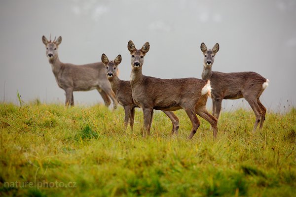 Srnec obecný (Capreolus capreolus), Srnec obecný (Capreolus capreolus), European Roe Deer, Autor: Ondřej Prosický | NaturePhoto.cz, Model: Canon EOS 5D Mark II, Objektiv: Canon EF 500mm f/4 L IS USM, Ohnisková vzdálenost (EQ35mm): 500 mm, stativ Gitzo, Clona: 5.6, Doba expozice: 1/160 s, ISO: 500, Kompenzace expozice: +1/3, Blesk: Ne, Vytvořeno: 24. října 2009 9:26:51, NP České Švýcarsko (Česko) 