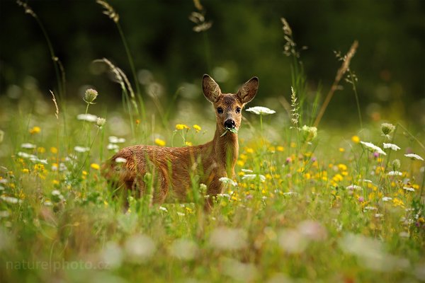 Srnec obecný (Capreolus capreolus), Srnec obecný (Capreolus capreolus), European Roe Deer, Autor: Ondřej Prosický | NaturePhoto.cz, Model: Canon EOS 5D Mark II, Objektiv: Canon EF 200mm f/2 L IS USM + TC Canon 1.4x, Ohnisková vzdálenost (EQ35mm): 500 mm, stativ Gitzo, Clona: 6.3, Doba expozice: 1/640 s, ISO: 320, Kompenzace expozice: -1/3, Blesk: Ne, Vytvořeno: 9. srpna 2009 9:48:16, CHKO Český kras (Česko)