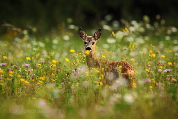 Srnec obecný (Capreolus capreolus), Srnec obecný (Capreolus capreolus), European Roe Deer, Autor: Ondřej Prosický | NaturePhoto.cz, Model: Canon EOS 5D Mark II, Objektiv: Canon EF 200mm f/2 L IS USM + TC Canon 1.4x, Ohnisková vzdálenost (EQ35mm): 500 mm, stativ Gitzo, Clona: 7.1, Doba expozice: 1/400 s, ISO: 320, Kompenzace expozice: -1/3, Blesk: Ne, Vytvořeno: 9. srpna 2009 9:48:43, CHKO Český kras (Česko)