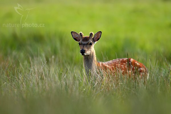 Daněk skvrnitý (Dama dama), Daněk skvrnitý (Dama dama), Fallow Deer, Autor: Ondřej Prosický | NaturePhoto.cz, Model: Canon EOS-1D Mark III, Objektiv: Canon EF 500mm f/4 L IS USM + TC Canon 1.4x, Ohnisková vzdálenost (EQ35mm): 910 mm, stativ Gitzo, Clona: 5.6, Doba expozice: 1/320 s, ISO: 320, Kompenzace expozice: 0, Blesk: Ne, Vytvořeno: 6. června 2009 18:19:43, Lungby (Dánsko)