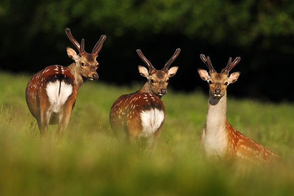 Daněk skvrnitý (Dama dama), Daněk skvrnitý (Dama dama), Fallow Deer, Autor: Ondřej Prosický | NaturePhoto.cz, Model: Canon EOS-1D Mark III, Objektiv: Canon EF 200mm f/2 L IS USM + TC Canon 1.4x, Ohnisková vzdálenost (EQ35mm): 910 mm, stativ Gitzo, Clona: 7.1, Doba expozice: 1/400 s, ISO: 100, Kompenzace expozice: -1 1/3, Blesk: Ne, Vytvořeno: 6. června 2009 18:44:22, Lungby (Dánsko)