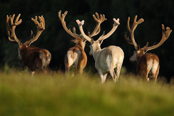 Jelen lesní (Cervus elaphus), Jelen lesní (Cervus elaphus), Red Dear, Autor: Ondřej Prosický | NaturePhoto.cz, Model: Canon EOS-1D Mark III, Objektiv: Canon EF 200mm f/2 L IS USM + TC Canon 1.4x, Ohnisková vzdálenost (EQ35mm): 910 mm, stativ Gitzo, Clona: 6.3, Doba expozice: 1/320 s, ISO: 100, Kompenzace expozice: -1, Blesk: Ne, Vytvořeno: 6. června 2009 19:12:23, Lungby (Dánsko)