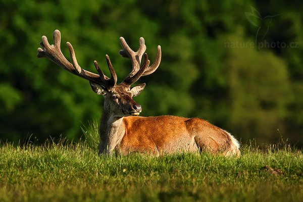 Jelen lesní (Cervus elaphus), Jelen lesní (Cervus elaphus), European Roe Deer, Autor: Ondřej Prosický | NaturePhoto.cz, Model: Canon EOS-1D Mark III, Objektiv: Canon EF 200mm f/2 L IS USM + TC Canon 1.4x, Ohnisková vzdálenost (EQ35mm): 910 mm, stativ Gitzo, Clona: 6.3, Doba expozice: 1/250 s, ISO: 100, Kompenzace expozice: -1, Blesk: Ne, Vytvořeno: 6. června 2009 19:10:16, Lungby (Dánsko)