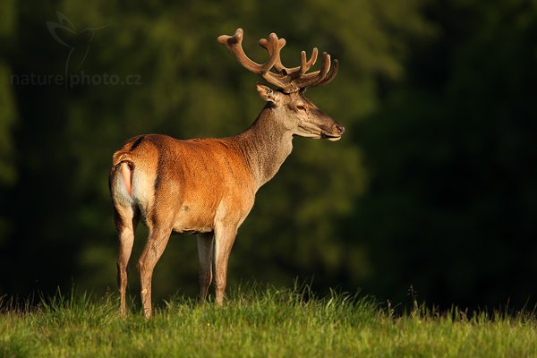 Jelen lesní (Cervus elaphus), Jelen lesní (Cervus elaphus), European Roe Deer, Autor: Ondřej Prosický | NaturePhoto.cz, Model: Canon EOS-1D Mark III, Objektiv: Canon EF 200mm f/2 L IS USM + TC Canon 1.4x, Ohnisková vzdálenost (EQ35mm): 910 mm, stativ Gitzo, Clona: 6.3, Doba expozice: 1/320 s, ISO: 100, Kompenzace expozice: -1, Blesk: Ne, Vytvořeno: 6. června 2009 19:11:15, Lungby (Dánsko)