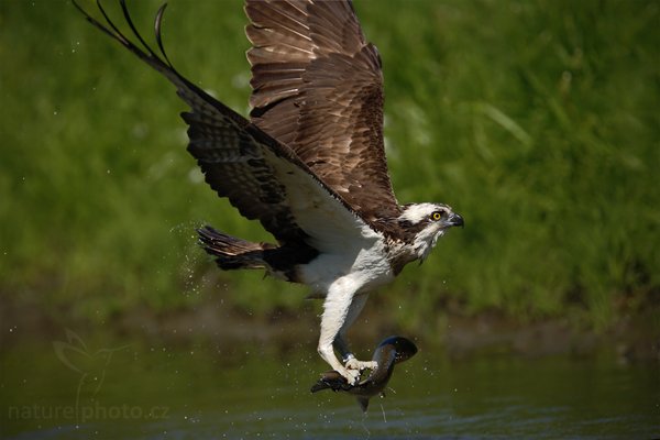 Orlovec říční (Pandion haliaetus), Orlovec říční (Pandion haliaetus), Osprey, Autor: Ondřej Prosický | NaturePhoto.cz, Model: Canon EOS-1D Mark III, Objektiv: Canon EF 200mm f/2 L IS USM + TC Canon 1.4x, Ohnisková vzdálenost (EQ35mm): 364 mm, stativ Gitzo, Clona: 2.8, Doba expozice: 1/2500 s, ISO: 100, Kompenzace expozice: -1, Blesk: Ne, Vytvořeno: 31. května 2009 11:57:51, Kangasala (Finsko) 