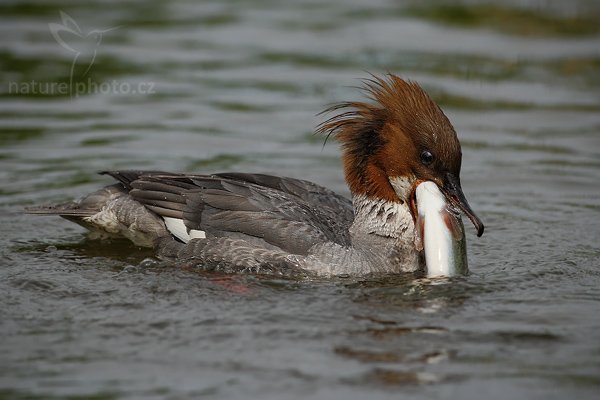 Morčák velký (Mergus merganser), Morčák velký (Mergus merganser), Common Merganser, Autor: Ondřej Prosický | NaturePhoto.cz, Model: Canon EOS-1D Mark III, Objektiv: Canon EF 500mm f/4 L IS USM, Ohnisková vzdálenost (EQ35mm): 650 mm, stativ Gitzo, Clona: 5.0, Doba expozice: 1/4000 s, ISO: 250, Kompenzace expozice: -1, Blesk: Ne, Vytvořeno: 2. června 2009 10:52:55, Kangasala (Finsko) 