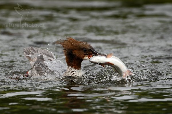 Morčák velký (Mergus merganser), Morčák velký (Mergus merganser), Common Merganser, Autor: Ondřej Prosický | NaturePhoto.cz, Model: Canon EOS-1D Mark III, Objektiv: Canon EF 500mm f/4 L IS USM, Ohnisková vzdálenost (EQ35mm): 650 mm, stativ Gitzo, Clona: 5.0, Doba expozice: 1/2500 s, ISO: 250, Kompenzace expozice: -1, Blesk: Ne, Vytvořeno: 2. června 2009 10:52:28, Kangasala (Finsko) 