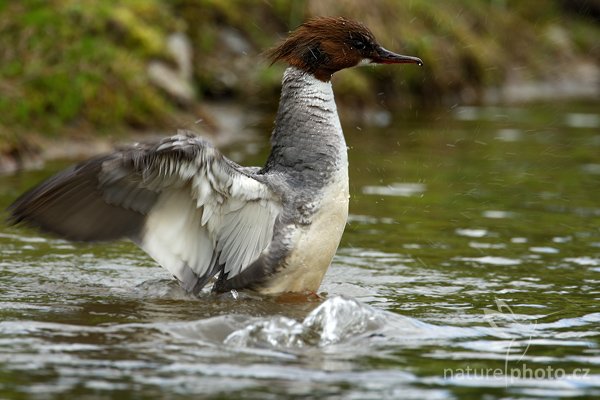 Morčák velký (Mergus merganser), Morčák velký (Mergus merganser), Common Merganser, Autor: Ondřej Prosický | NaturePhoto.cz, Model: Canon EOS-1D Mark III, Objektiv: Canon EF 500mm f/4 L IS USM + TC Canon 1.4x, Ohnisková vzdálenost (EQ35mm): 910 mm, stativ Gitzo, Clona: 6.3, Doba expozice: 1/125 s, ISO: 50, Kompenzace expozice: -1, Blesk: Ne, Vytvořeno: 1. června 2009 13:08:48, Kangasala (Finsko) 