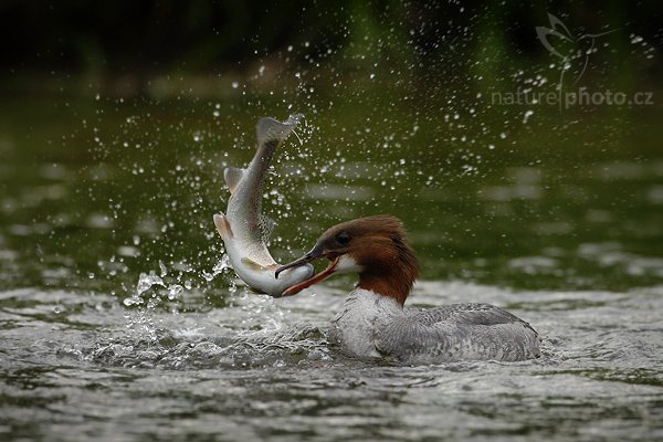 Morčák velký (Mergus merganser), Morčák velký (Mergus merganser), Common Merganser, Autor: Ondřej Prosický | NaturePhoto.cz, Model: Canon EOS-1D Mark III, Objektiv: Canon EF 500mm f/4 L IS USM, Ohnisková vzdálenost (EQ35mm): 650 mm, stativ Gitzo, Clona: 4.5, Doba expozice: 1/1250 s, ISO: 500, Kompenzace expozice: -2/3, Blesk: Ne, Vytvořeno: 2. června 2009 18:45:35, Kangasala (Finsko) 