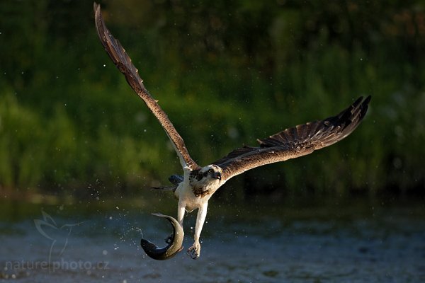 Orlovec říční (Pandion haliaetus), Orlovec říční (Pandion haliaetus), Osprey, Autor: Ondřej Prosický | NaturePhoto.cz, Model: Canon EOS-1D Mark III, Objektiv: Canon EF 200mm f/2 L IS USM, Ohnisková vzdálenost (EQ35mm): 260 mm, stativ Gitzo, Clona: 2.2, Doba expozice: 1/6400 s, ISO: 400, Kompenzace expozice: -1 1/3, Blesk: Ne, Vytvořeno: 1. června 2009 6:03:11, Kangasala (Finsko) 