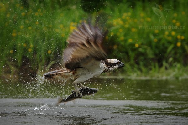 Orlovec říční (Pandion haliaetus), Orlovec říční (Pandion haliaetus), Osprey, Autor: Ondřej Prosický | NaturePhoto.cz, Model: Canon EOS-1D Mark III, Objektiv: Canon EF 200mm f/2 L IS USM + TC Canon 1.4x, Ohnisková vzdálenost (EQ35mm): 364 mm, stativ Gitzo, Clona: 3.5, Doba expozice: 1/320 s, ISO: 200, Kompenzace expozice: -2/3, Blesk: Ne, Vytvořeno: 4. června 2009 15:18:40, Kangasala (Finsko) 